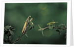 Mantis religiosa (praying mantis) - watching its prey by Anonymous