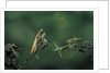 Mantis religiosa (praying mantis) - watching its prey by Anonymous