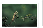 Mantis religiosa (praying mantis) - watching its prey by Anonymous