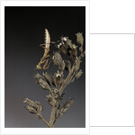 Mantis religiosa (praying mantis) - larva by Anonymous