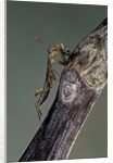 Mantis religiosa (praying mantis) - larva eating on a fly by Anonymous