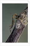 Mantis religiosa (praying mantis) - larva eating on a fly by Anonymous