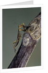 Mantis religiosa (praying mantis) - larva eating on a fly by Anonymous