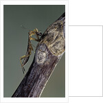 Mantis religiosa (praying mantis) - larva eating on a fly by Anonymous