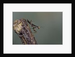 Mantis religiosa (praying mantis) - larva by Anonymous