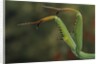 Mantis religiosa (praying mantis) - forelegs by Anonymous