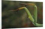 Mantis religiosa (praying mantis) - forelegs by Anonymous