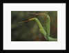 Mantis religiosa (praying mantis) - forelegs by Anonymous