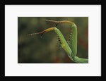 Mantis religiosa (praying mantis) - forelegs by Anonymous
