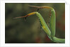 Mantis religiosa (praying mantis) - forelegs by Anonymous