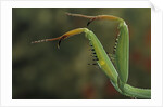 Mantis religiosa (praying mantis) - forelegs by Anonymous