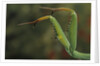 Mantis religiosa (praying mantis) - forelegs by Anonymous