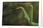 Mantis religiosa (praying mantis) - forelegs by Anonymous