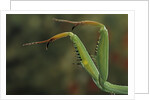 Mantis religiosa (praying mantis) - forelegs by Anonymous