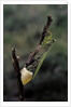Mantis religiosa (praying mantis) - laying by Anonymous