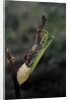 Mantis religiosa (praying mantis) - laying by Anonymous