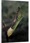 Mantis religiosa (praying mantis) - laying by Anonymous