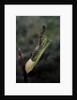 Mantis religiosa (praying mantis) - laying by Anonymous