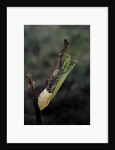 Mantis religiosa (praying mantis) - laying by Anonymous