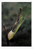 Mantis religiosa (praying mantis) - laying by Anonymous