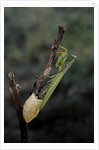 Mantis religiosa (praying mantis) - laying by Anonymous