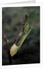 Mantis religiosa (praying mantis) - laying by Anonymous