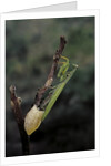 Mantis religiosa (praying mantis) - laying by Anonymous