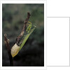 Mantis religiosa (praying mantis) - laying by Anonymous