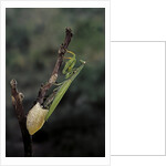 Mantis religiosa (praying mantis) - laying by Anonymous