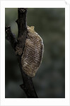 Mantis religiosa (praying mantis) - ootheca by Anonymous