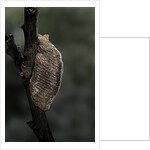 Mantis religiosa (praying mantis) - ootheca by Anonymous