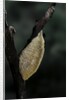 Mantis religiosa (praying mantis) - recently laid ootheca by Anonymous