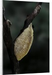 Mantis religiosa (praying mantis) - recently laid ootheca by Anonymous