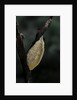 Mantis religiosa (praying mantis) - recently laid ootheca by Anonymous