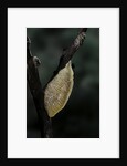 Mantis religiosa (praying mantis) - recently laid ootheca by Anonymous
