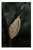 Mantis religiosa (praying mantis) - recently laid ootheca by Anonymous