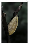 Mantis religiosa (praying mantis) - recently laid ootheca by Anonymous