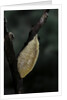 Mantis religiosa (praying mantis) - recently laid ootheca by Anonymous