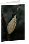 Mantis religiosa (praying mantis) - recently laid ootheca by Anonymous