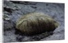 Mantis religiosa (praying mantis) - ootheca on a stone by Anonymous