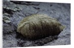 Mantis religiosa (praying mantis) - ootheca on a stone by Anonymous