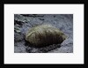 Mantis religiosa (praying mantis) - ootheca on a stone by Anonymous