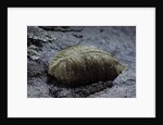 Mantis religiosa (praying mantis) - ootheca on a stone by Anonymous