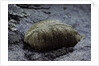 Mantis religiosa (praying mantis) - ootheca on a stone by Anonymous