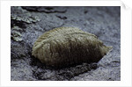 Mantis religiosa (praying mantis) - ootheca on a stone by Anonymous