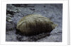 Mantis religiosa (praying mantis) - ootheca on a stone by Anonymous