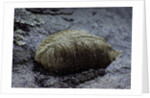Mantis religiosa (praying mantis) - ootheca on a stone by Anonymous