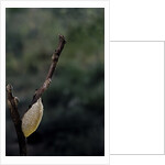 Mantis religiosa (praying mantis) - recently laid ootheca by Anonymous