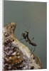 Mantis religiosa (praying mantis) - very young larva on its egg case by Anonymous