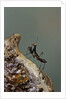 Mantis religiosa (praying mantis) - very young larva on its egg case by Anonymous